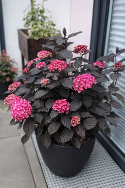 Hydrangea macrophylla Eclipse на террасе